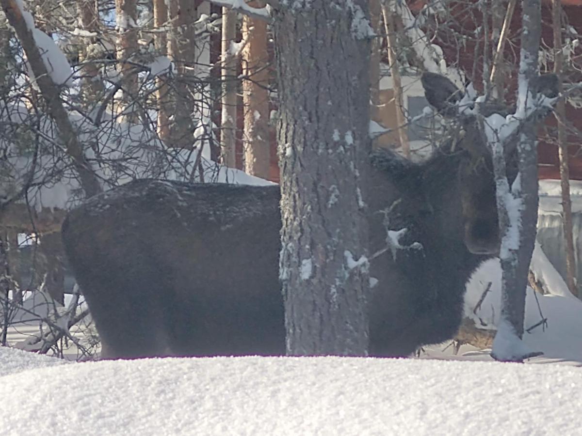 Lagomhuset - A Peaceful Holiday In Swedish Lapland Vidsel Exterior photo